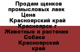 Продам щенков промысловых лаек › Цена ­ 8 000 - Красноярский край, Красноярск г. Животные и растения » Собаки   . Красноярский край